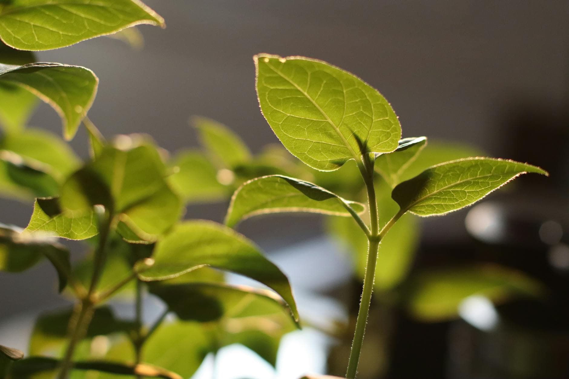 Plant growing from soil representing organic growth in ecommerce