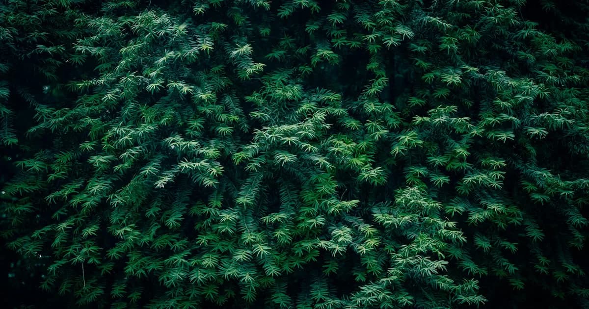 Detailed close-up of evergreen yew tree branches with lush green foliage.